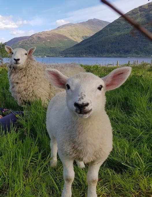 Roe Deer Cottage Near Glencoe Fort William Zewnętrze zdjęcie